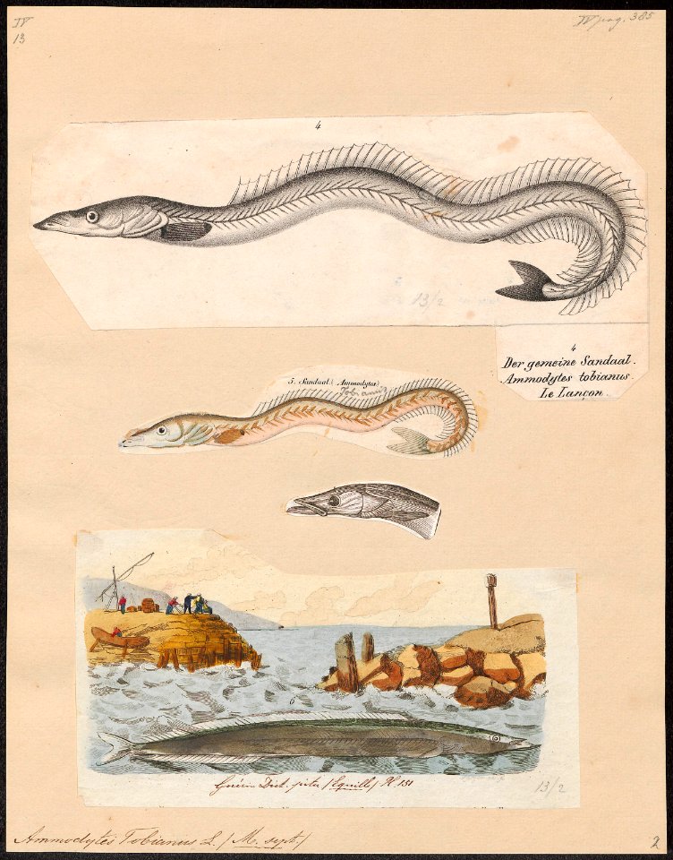 Ammodytes tobianus - 1809-1845 - Print - Iconographia Zoologica - Special Collections University of Amsterdam - UBA01 IZ14000147