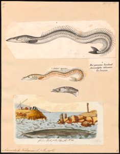 Ammodytes tobianus - 1809-1845 - Print - Iconographia Zoologica - Special Collections University of Amsterdam - UBA01 IZ14000147