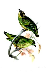 AmpelionCinctusWolf