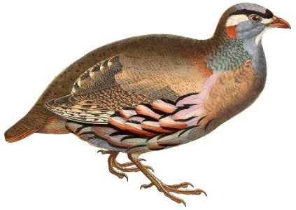 Ammoperdix griseogularis 1849 white background