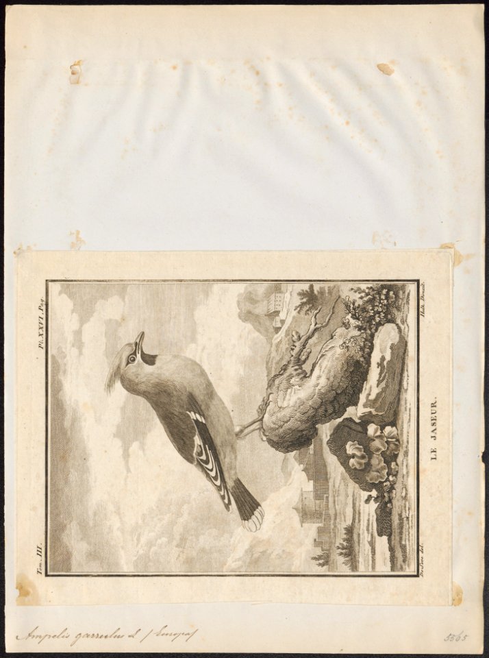 Ampelis garrulus - 1700-1880 - Print - Iconographia Zoologica - Special Collections University of Amsterdam - UBA01 IZ16600003