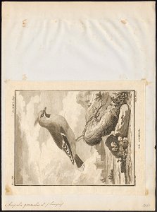 Ampelis garrulus - 1700-1880 - Print - Iconographia Zoologica - Special Collections University of Amsterdam - UBA01 IZ16600003