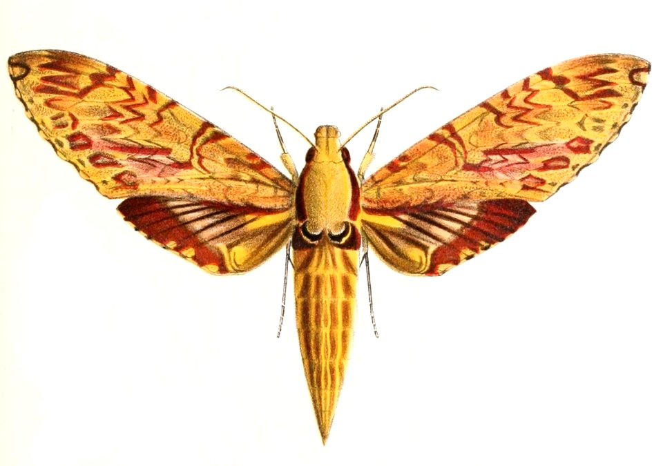 Amphimoea walkeri 1894