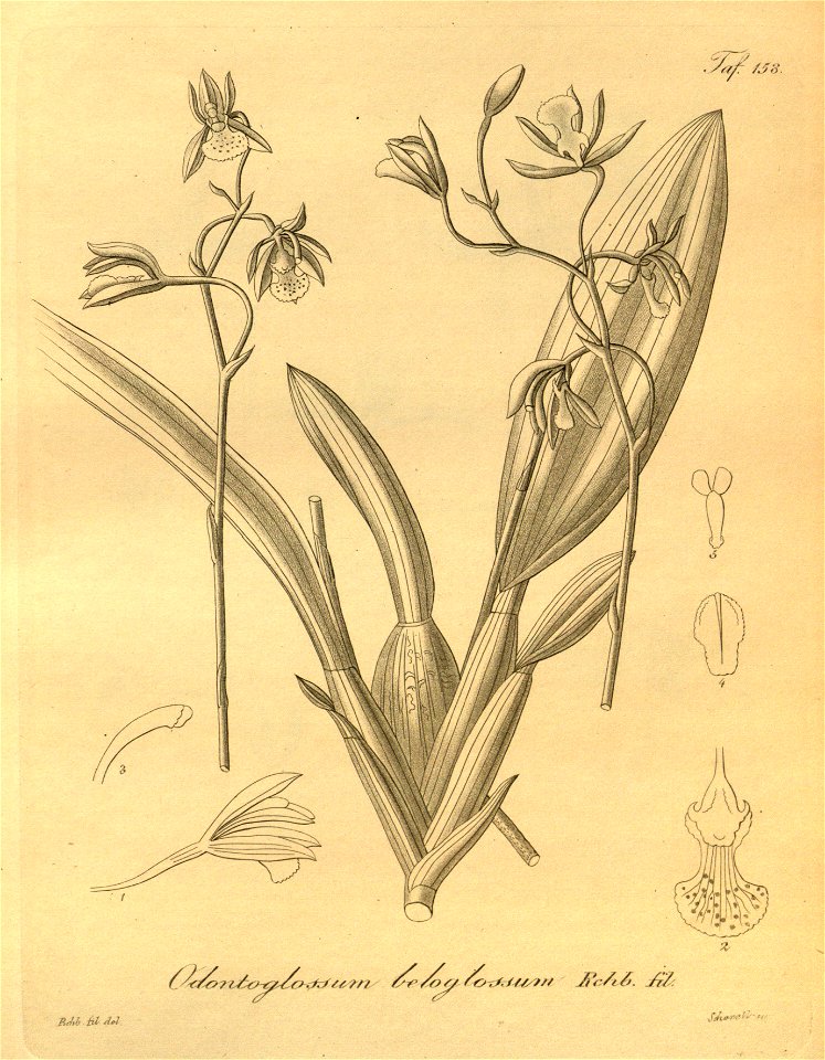 Amparoa beloglossa (as Odontoglossum beloglossum) - Xenia 2 pl 158