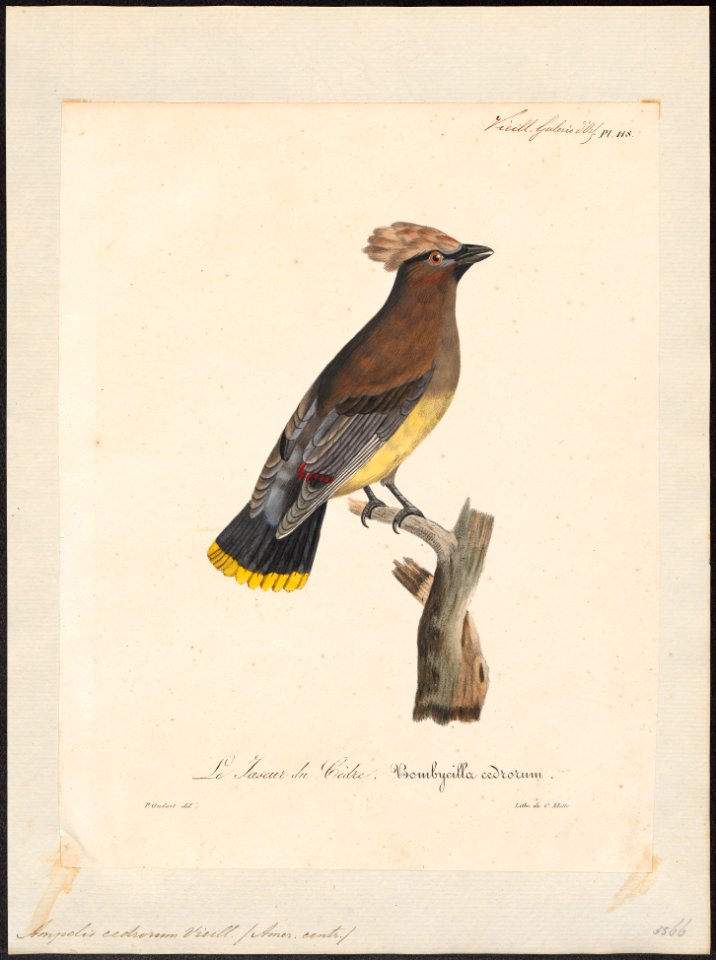 Ampelis cedrorum - 1825-1834 - Print - Iconographia Zoologica - Special Collections University of Amsterdam - UBA01 IZ16600015