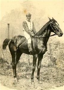 Amulio, cavallo che vinse il Gran premio. Free illustration for personal and commercial use.