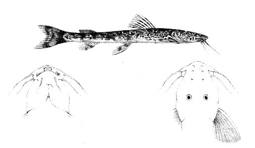 Amphilius longirostris