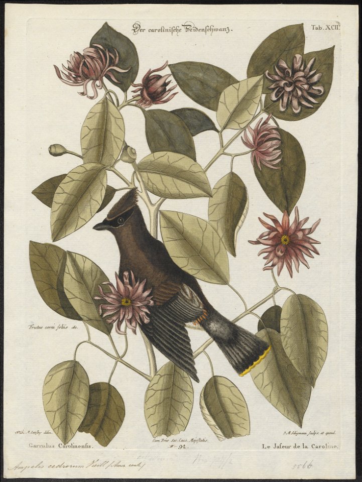 Ampelis cedrorum - 1700-1880 - Print - Iconographia Zoologica - Special Collections University of Amsterdam - UBA01 IZ16600013