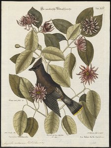 Ampelis cedrorum - 1700-1880 - Print - Iconographia Zoologica - Special Collections University of Amsterdam - UBA01 IZ16600013