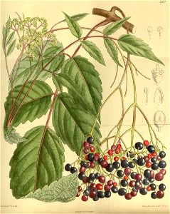 Ampelopsis megalophylla 140-8537