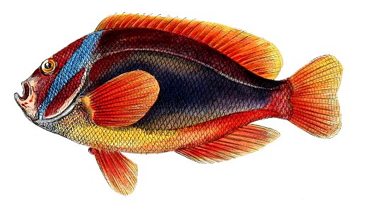 Amphiprion frenatus