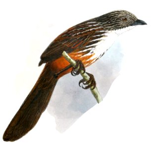 Amytornis woodwardi 1906 (cropped)
