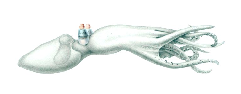 Amphitretus