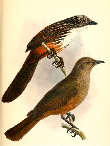 Amytornis woodwardi & Colluricincla woodwardi 1906