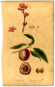 Amygdalus persica Mann