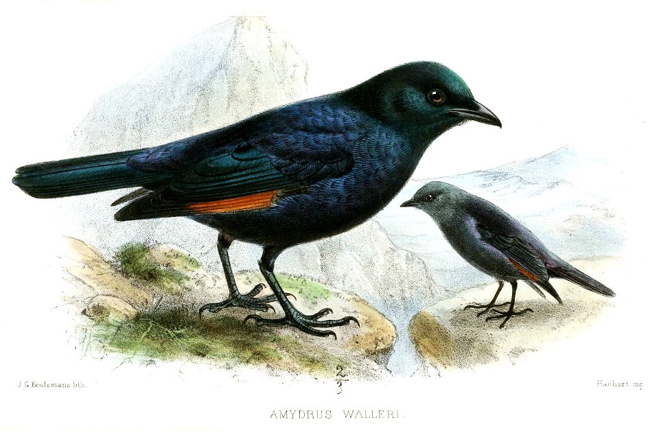 AmydrusWalleriKeulemans