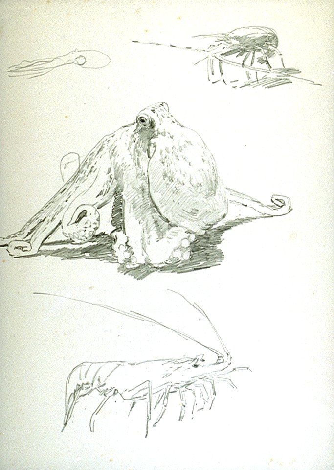 An octopus, shrimp and a crab RMG PU0493