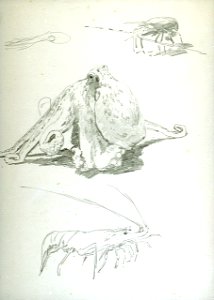 An octopus, shrimp and a crab RMG PU0493