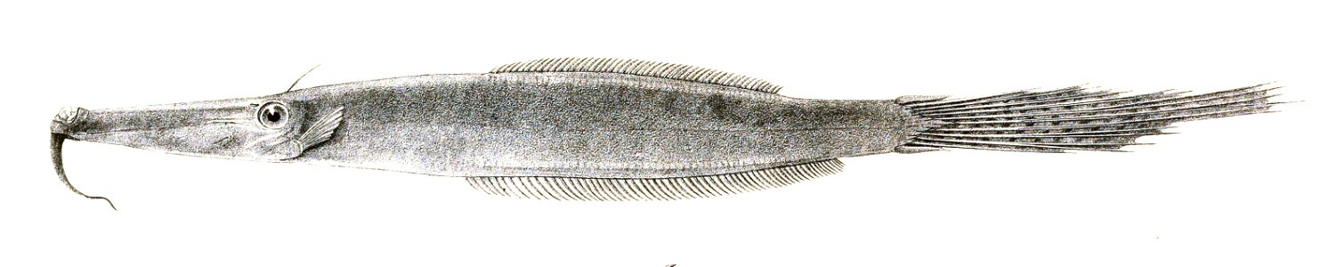 Anacanthus barbatus Achilles 179