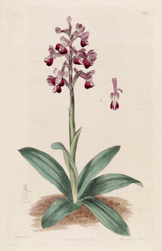 Anacamptis longicornu (Orchis longicornu) - The Bot. Reg. 3 pl. 202 (1817)