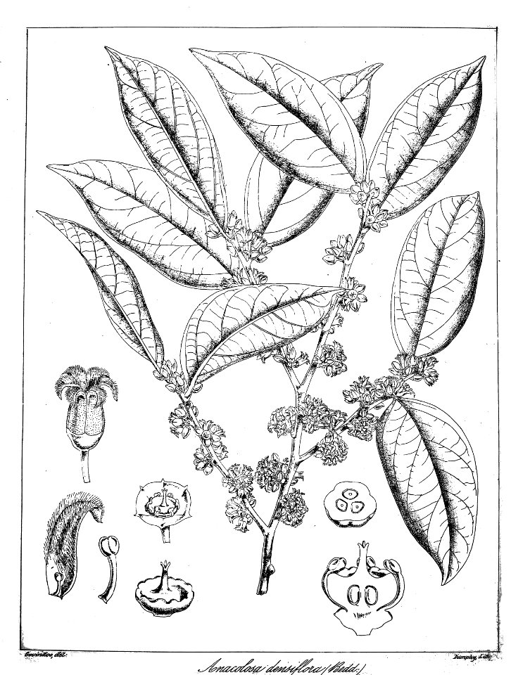 Anacolosa densiflora Govindoo
