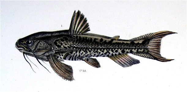 Anadoras wedellii