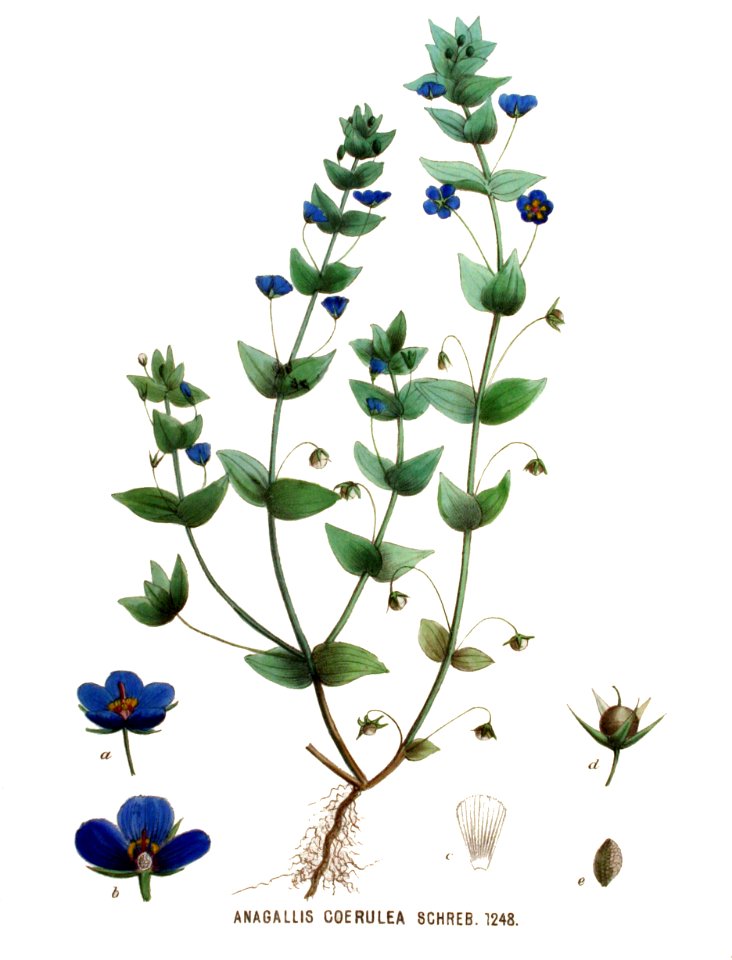 Anagallis coerulea — Flora Batava — Volume v16