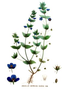 Anagallis coerulea — Flora Batava — Volume v16