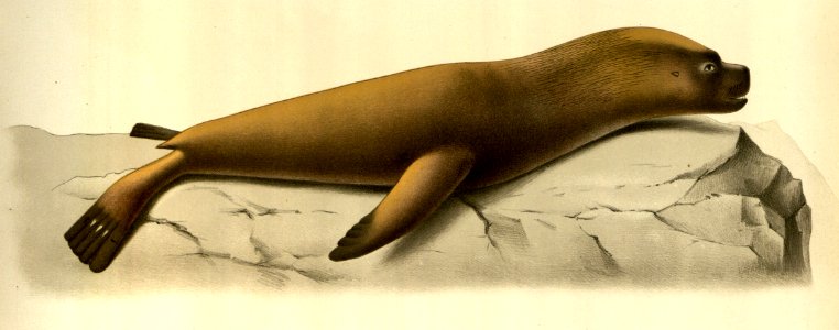 Anales del Museo Nacional de Chile no. 1-7 1892-94 (page 55 crop)