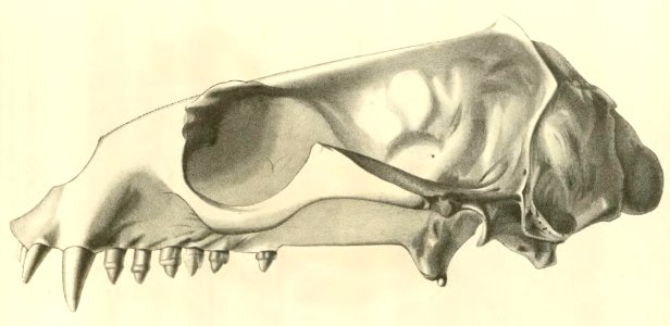 Anales del Museo Nacional de Chile no. 1-7 1892-94 (page 61 crop)