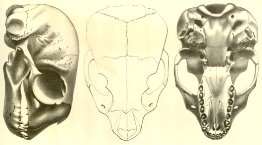 Anales del Museo Nacional de Chile no. 1-7 1892-94 (page 66 crop)