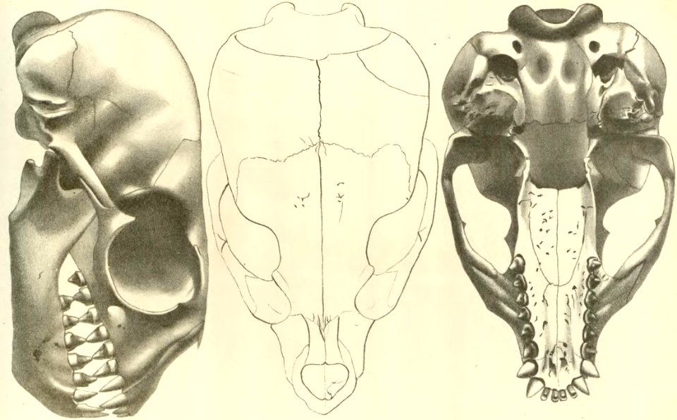 Anales del Museo Nacional de Chile no. 1-7 1892-94 (page 64 crop)