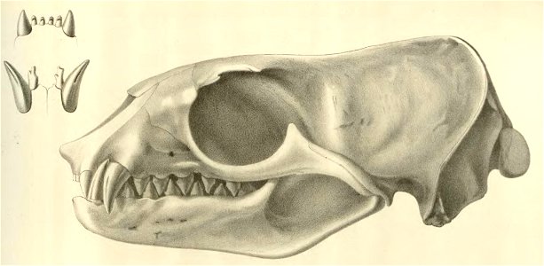 Anales del Museo Nacional de Chile no. 1-7 1892-94 (page 71 crop)