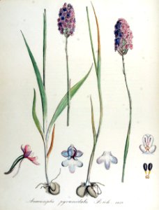 Anacamptis pyramidalis — Flora Batava — Volume v14