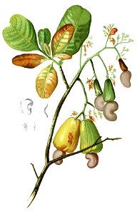 Anacardium occidentalis Blanco1.116-cropped