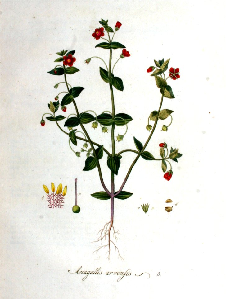 Anagallis arvensis — Flora Batava — Volume v1