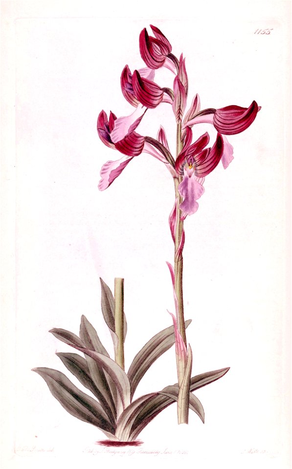 Anacamptis papilionacea (or Orchis papilionacea) - Bot. Reg. 14 pl. 1155 (1828)