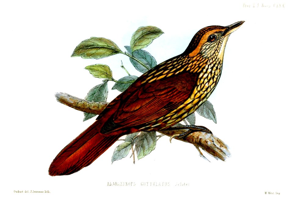 AnabazenopsGuttulatusJennens