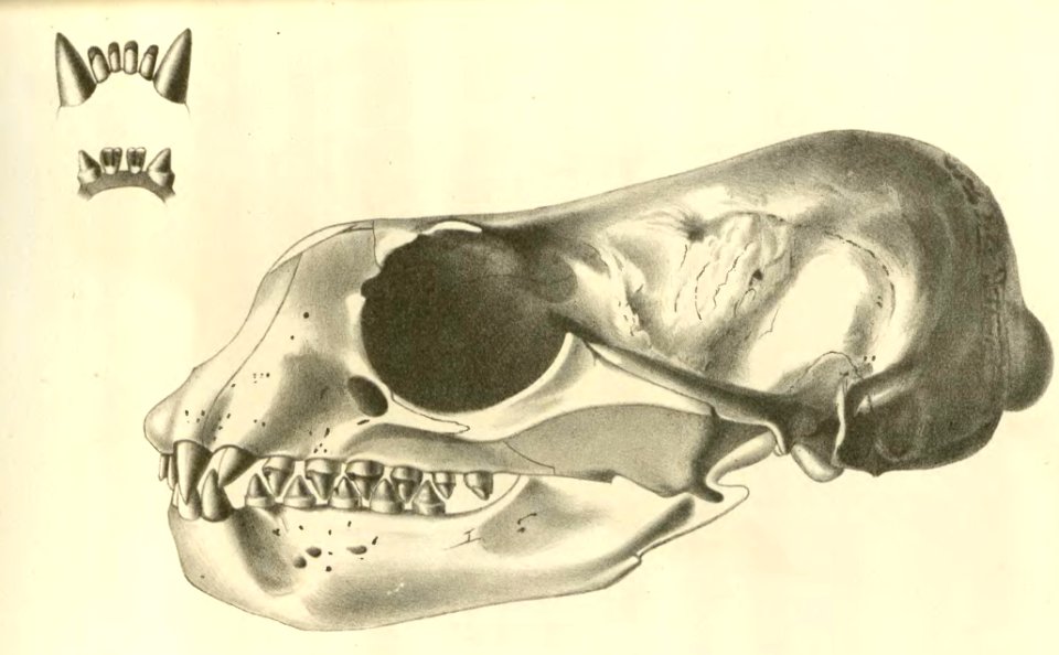 Anales del Museo Nacional de Chile no. 1-7 1892-94 (page 57 crop)