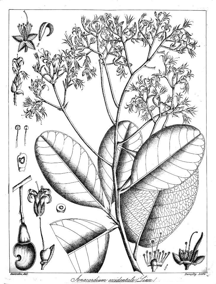 Anacardium occidentale Govindoo