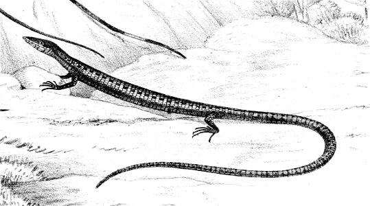 Anadia ocellata