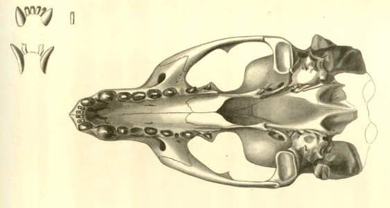 Anales del Museo Nacional de Chile no. 1-7 1892-94 (page 73 crop)