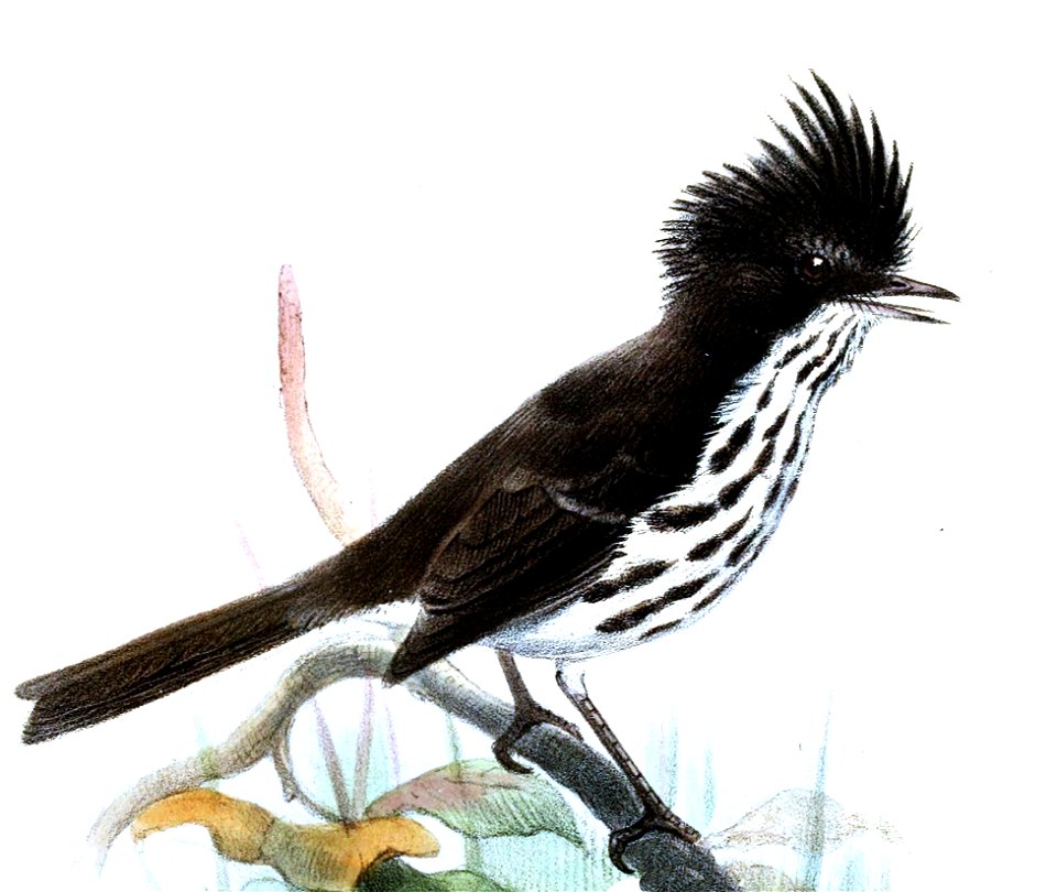 Anaeretes fernandezianus Smit