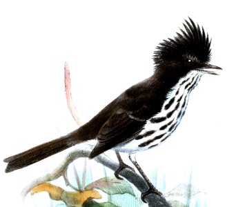 Anaeretes fernandezianus Smit