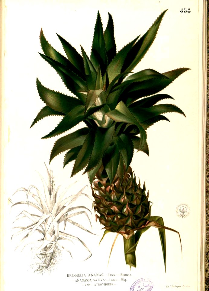 Ananas comosus Blanco2.458-original