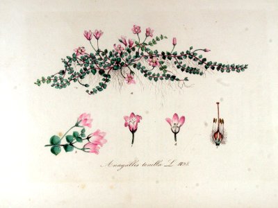 Anagallis tenella — Flora Batava — Volume v13