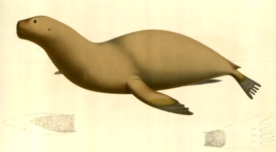 Anales del Museo Nacional de Chile no. 1-7 1892-94 (page 56 crop)