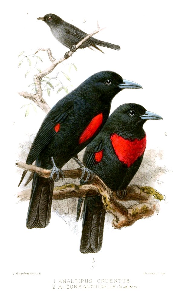 AnalcipusKeulemans