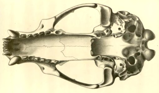 Anales del Museo Nacional de Chile no. 1-7 1892-94 (page 62 crop)