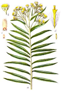 Anaphalis margaritacea Sturm29